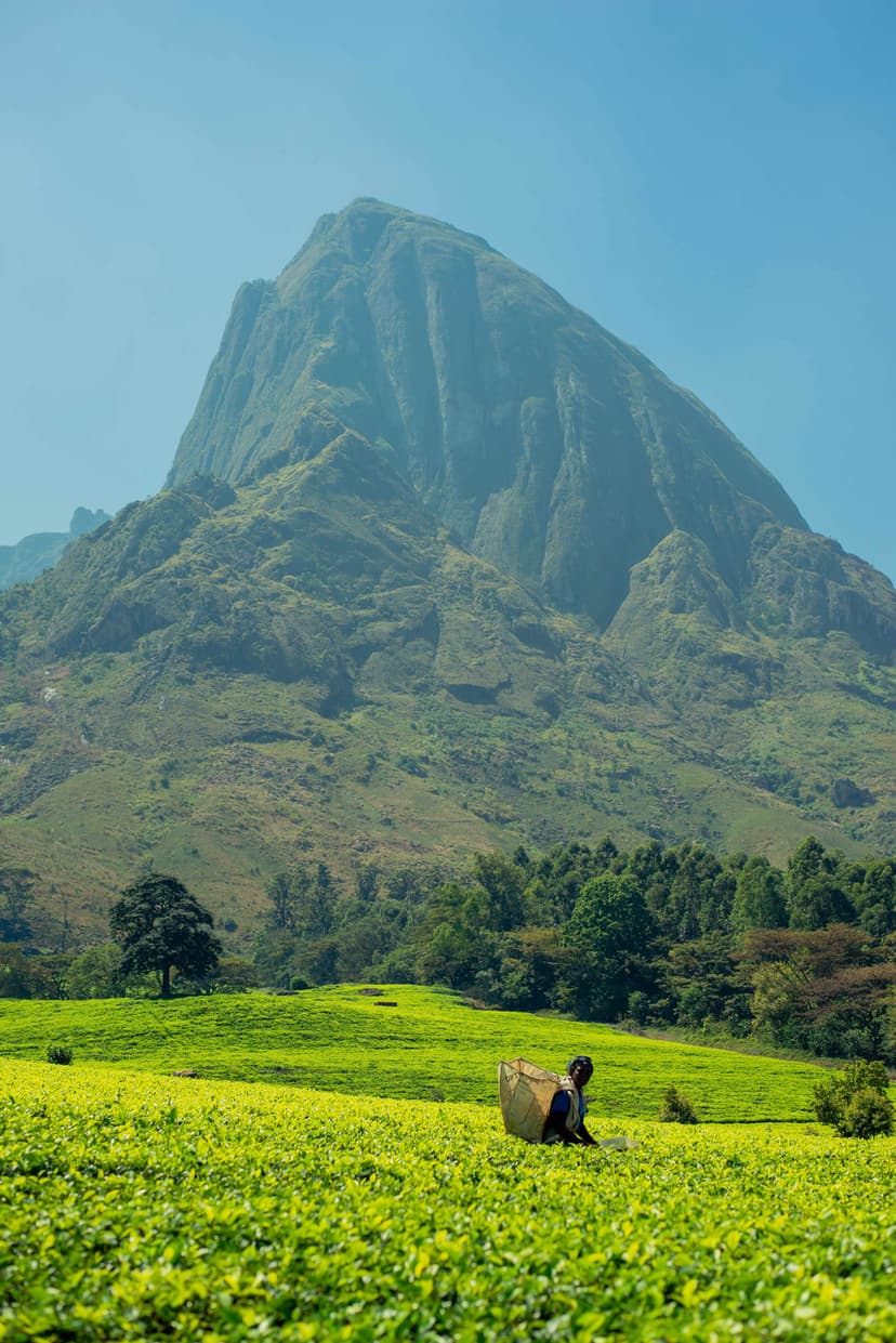 Lush green tea plantation with workers harvesting leaves against a scenic mountain backdrop under clear blue skies.